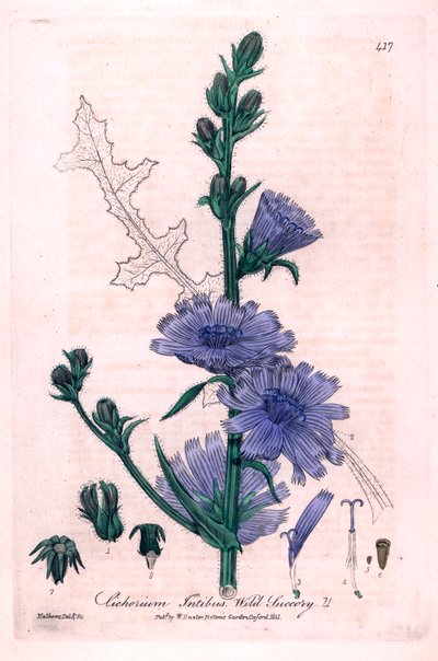 Bittere Chicorée (Cichorium intybus) Botanische Tafel aus „British Phaenogamous Botany“ von William Baxter und Charles Mathews 1841 von Unbekannter Künstler