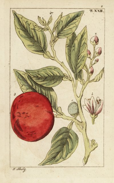 Bitterorange oder Sevilla-Orange, Citrus x aurantium von Unbekannter Künstler