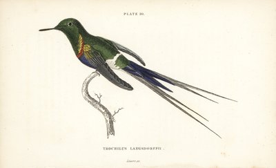 Schwarzbauch-Dornschwanz, Discosura langsdorffi (Langsdorffs Kolibri, Trochilus langsdorffii). Handkolorierter Stahlstich von William Lizars aus Sir William Jardines Naturalist