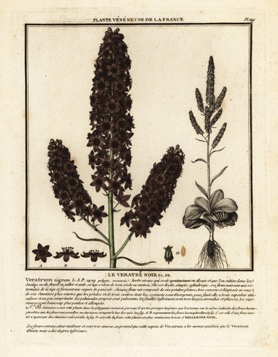 Schwarze Nieswurz, Veratrum nigrum von Unbekannter Künstler