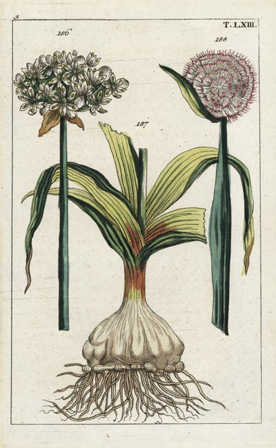 Schwarzer Knoblauch (Allium nigrum 186) und Zwiebel, Allium cepa, Zwiebel 187 und Blume 188. Handkolorierter Kupferstich einer botanischen Illustration aus G. T. Wilhelms „Unterhaltungen aus der Naturgeschichte“ (Enzyklopädie der Naturgeschichte) von Unbekannter Künstler