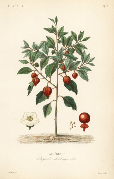 Blasenkirsche oder Chinesische Laterne, Physalis alkekengi von Unbekannt