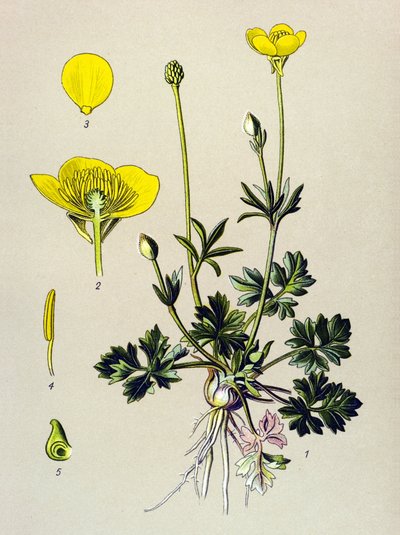 Botanische Tafel, giftige Pflanze: Knolliger Hahnenfuß (Ranunculus bulbosus) von Unbekannter Künstler