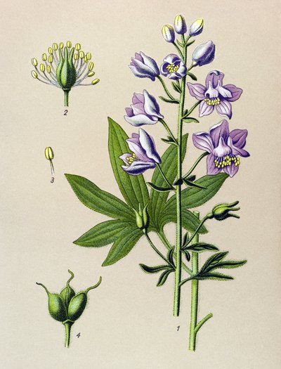 Botanische Tafel. Giftige Pflanze: Stephanskraut (Delphinium staphysagria) von Unbekannter Künstler