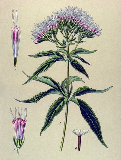 Botanische Tafel, Pflanze: Hanfblättriges Wasserdost (Eupatorium cannabinum) von Unbekannter Künstler