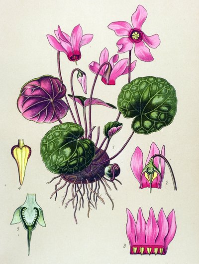 Botanische Tafel, giftige und medizinische Pflanze: Alpenveilchen (Cyclamen purpurascens, Cyclamen europaeum) von Unbekannter Künstler