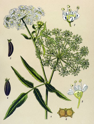 Botanische Tafel, giftige Pflanze: Große Berle (Sium latifolium) von Unbekannter Künstler