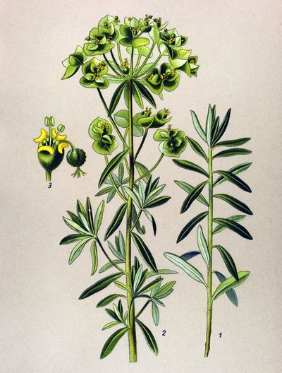 Botanische Tafel, giftige Pflanze: Garten-Wolfsmilch (Euphorbia peplus) von Unbekannter Künstler