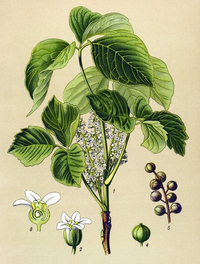 Botanische Tafel, giftige Pflanze: Kletter-Sumach (Rhus toxicodendron) von Unbekannter Künstler