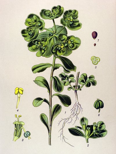 Botanische Tafel, giftige Pflanze: Sonnwend-Wolfsmilch (Euphorbia helioscopia) von Unbekannter Künstler
