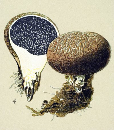 Botanische Tafel mit giftigem Pilz: Gemeiner Kartoffelbovist (Scleroderma vulgare) von Unbekannter Künstler