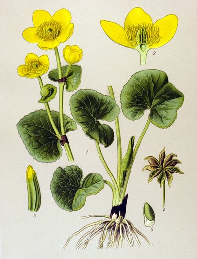 Botanische Tafel, giftige Pflanze: Sumpfdotterblume (Caltha palustris) von Unbekannter Künstler