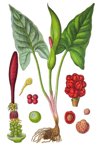 Botanische Tafel: Gefleckter Aronstab (Arum maculatum), eine Heilpflanze, historische Chromolithographie von Unbekannter Künstler