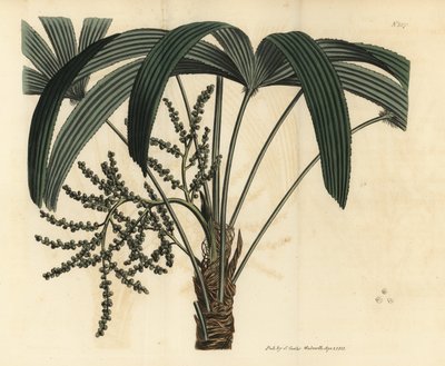 Breitblättrige Steckenpalme von Unbekannt