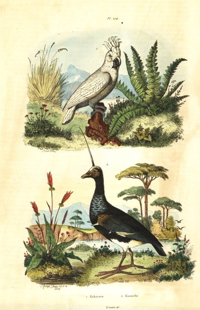 Gelbhaubenkakadu und Hornwehrvogel von Unbekannt