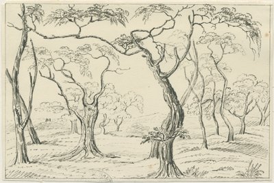Cannock Chase (Zeichnung) von Unbekannt