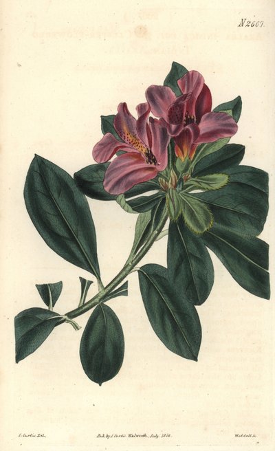 Büschel lila Blüten einer indischen Azalee. Illustration von C. Curtis, Gravur von Weddell. Radierung im Curtis Botanical Magazine, von Samuel Curtis von Unbekannter Künstler