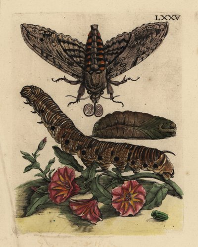 Windenschwärmer, Raupe und Puppe mit Ackerwinde von Unbekannt