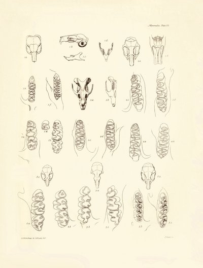 Kräne und Zähne verschiedener Nagetiere, beschrieben von Charles Darwin während seiner Erkundungsreise an Bord der Beagle. Tafel aus „The Zoology of the voyage of H.M.S. Beagle under the command of Captain Fitzroy during the years 1832 to 1836“ von Unbekannter Künstler