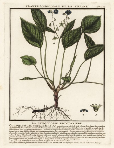 Kriechender Nabelwurz, Omphalodes verna von Unbekannter Künstler