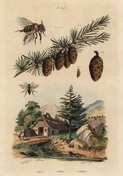 Kuckucksbiene, Melecta albifrons 1, Europäische Lärche, Larix decidua 2, und stachellose Melipona-Honigbiene, Melipona favosa 3 von Unbekannt