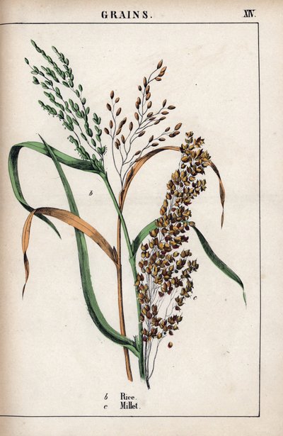 Beschreibung von Getreide: Reis und Hirse. Chromolithographie in „Recueil d