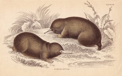 Ameisenigel von Unbekannter Künstler