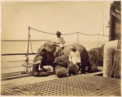 Elefant auf dem Deck eines Schiffes, Penang, Malaya von Unbekannt