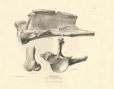 Fossile Knochen (Schulterblatt) des ausgestorbenen prähistorischen Tieres Macrauchenia beschrieben von Charles Darwin während seiner Expedition an Bord der Beagle. Platte aus „The Zoology of the voyage of H.M.S. Beagle under the command of Captain Fitzroy  von Unbekannter Künstler