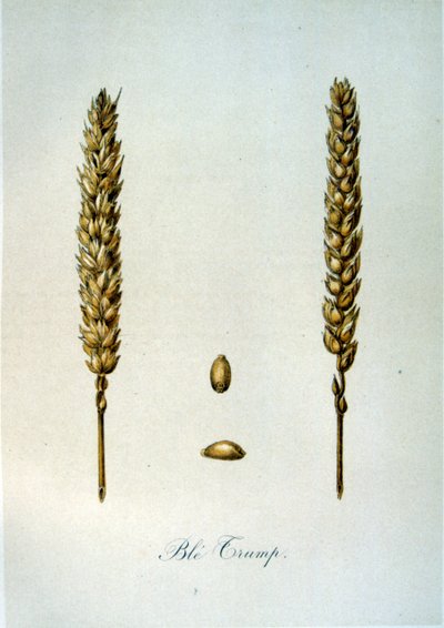 Französische Illustration von Ähren aus dem 19. Jahrhundert von Unbekannter Künstler