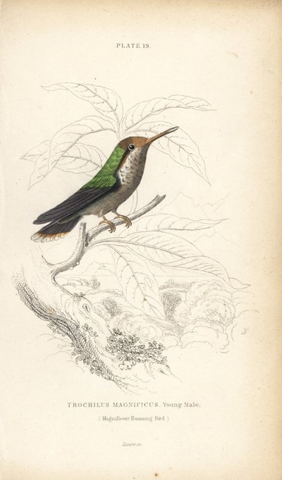 Fransen-Kokette, Lophornis magnificus, junger Männchen (Prächtiger Kolibri, Trochilus magnificus). Handkolorierter Stahlstich von William Lizars aus Sir William Jardines Naturalist