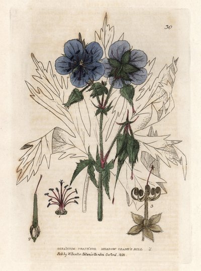 Geranie des Präsidenten. Farbiger Kupferstich nach einer Zeichnung von Isaac Russell aus William Baxters Buch English Botanical Phenomenes von Unbekannter Künstler