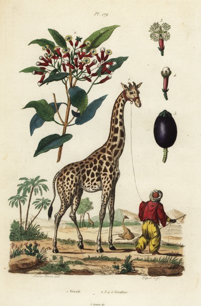 Giraffe, Giraffa camelopardalis, mit Betreuer und Gewürznelkenbaum, Syzygium aromaticum von Unbekannt