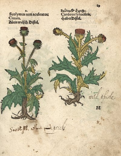 Artischocke, Cynara cardunculus var. scolymus, und Wilddistel, Carduus sylvestris. Handkolorierter Holzschnitt einer botanischen Illustration aus Adam Lonicer