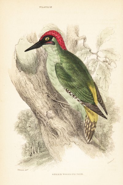 Grünspecht, Picus viridis, auf einem Baum sitzend von Unbekannter Künstler