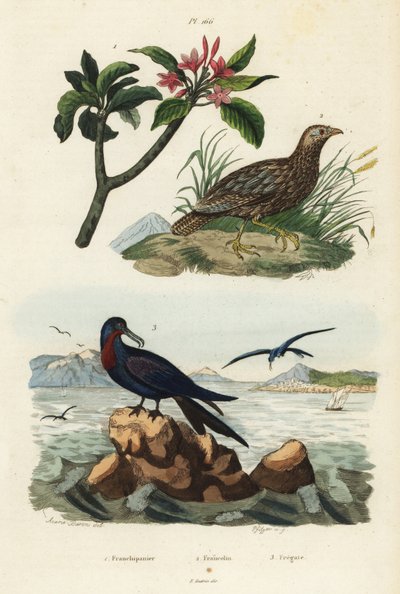 Grauflügelfrankolin, Scleroptila afra, Großer Fregattvogel, Fregata minor, und Roter Frangipani, Plumeria rubra von Unbekannt