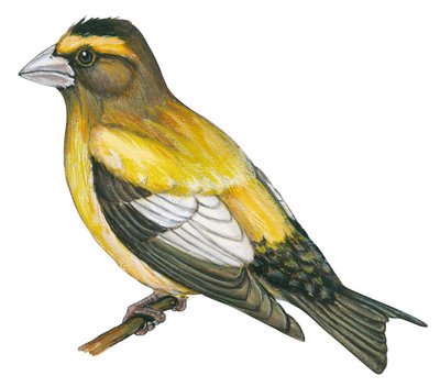Abendkernbeißer (Coccothraustes vespertinus) von Unbekannter Künstler