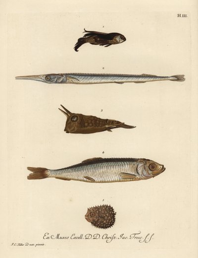 Knurrhahn, Chelidonichthys-Arten 1, Nadelfisch, Belone belone 2, Langhorn-Kuhfisch, Lactoria cornuta 3, Hering, Clupea harengus 4, und Wenigstacheliger Igelfisch, Chilomycterus reticulatus 5. Handkolorierte Kupferstichgravur nach einer Illustration von Joh von Unbekannter Künstler