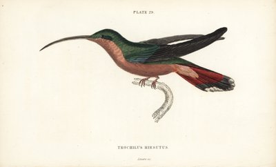 Haarbeiniger Kolibri, Glaucis hirsutus (Rufos-brüstiger Einsiedler, Trochilus hirsutus). Handkolorierter Stahlstich von William Lizars aus Sir William Jardines Naturalist