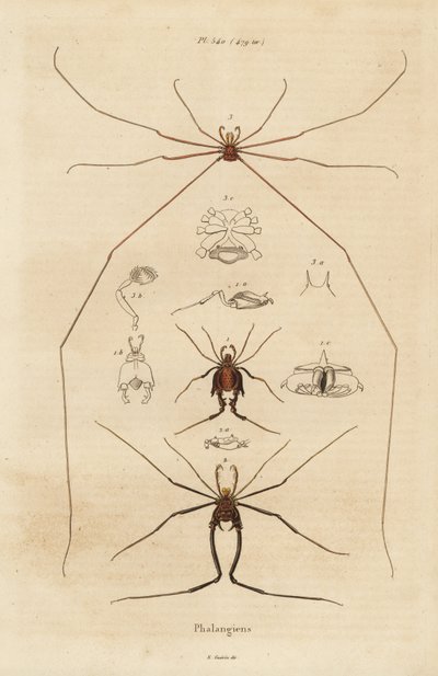 Weberknechte, Opiliones-Arten von Unbekannt