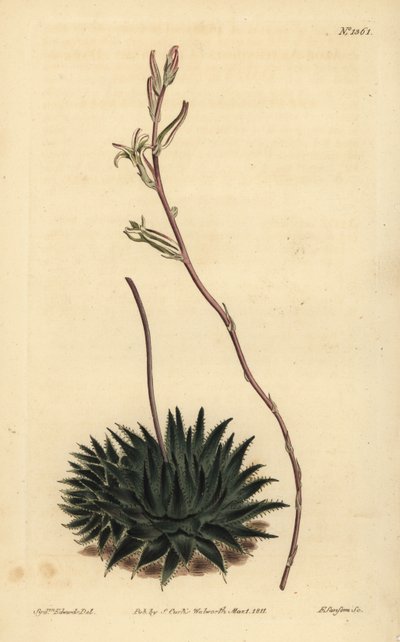 Haworthia pumila oder Tulista pumila (Dunkelblättrige Spinnenaloe) von Unbekannt