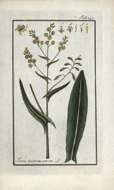 Färberwaid (Isatis tinctoria sativa). Lithographie aus „Afbeelding der Artseny-Gewassen“ von Johannes Zorn (1739-1799), Niederlande von Unbekannter Künstler