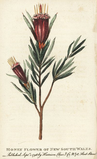 Honigblume aus New South Wales, Australien. Handkolorierter Kupferstich aus 