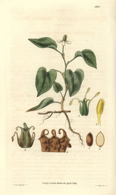 Houttuynia hat weiße Blüten, mit Details von Früchten, Stempel und Staubblättern. Sorte aus Asien. Illustration von Wiliam Jackson Hooker (1785-1865), britischer Botaniker und Schriftsteller, Professor an der Universität Glasgow (Schottland) und Herausgebe von Unbekannter Künstler