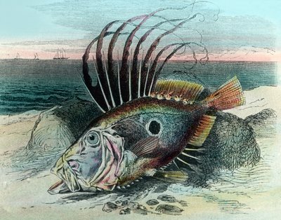 Illustration eines Petersfisches (Zeus faber) von Unbekannter Künstler