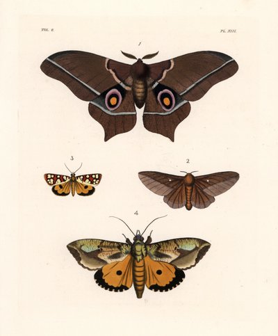 Imbrasia epimethea (Saturnia epimethea) 1, Rosa-gestreifte Eichenwurm-Motte, Anisota virginiensis (Dryocampa virginiensis) 2, Crameria aegocera (Aegocera amabilis) 3, und Eudocima materna (Triphaena materna) 4. Handkolorierte Lithographie aus John O. Westw von Unbekannter Künstler