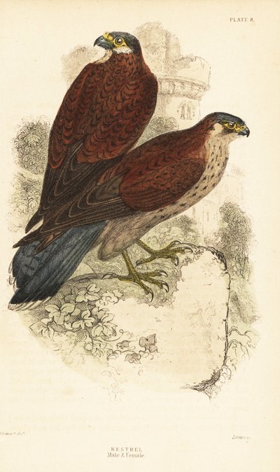 Turmfalke, Männchen und Weibchen, Falco tinnunculus, vor einer Ruine 1889 von Unbekannter Künstler
