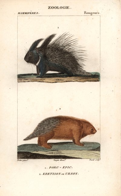 Das Stachelschwein und der Urson von Unbekannter Künstler