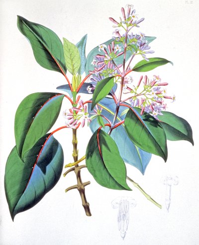 Blätter und Blumen des Chinarindenbaums, um 1850 von Unbekannter Künstler