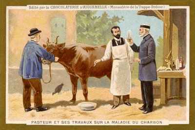 Louis Pasteur arbeitet an der Heilung von Milzbrand von Unbekannter Künstler
